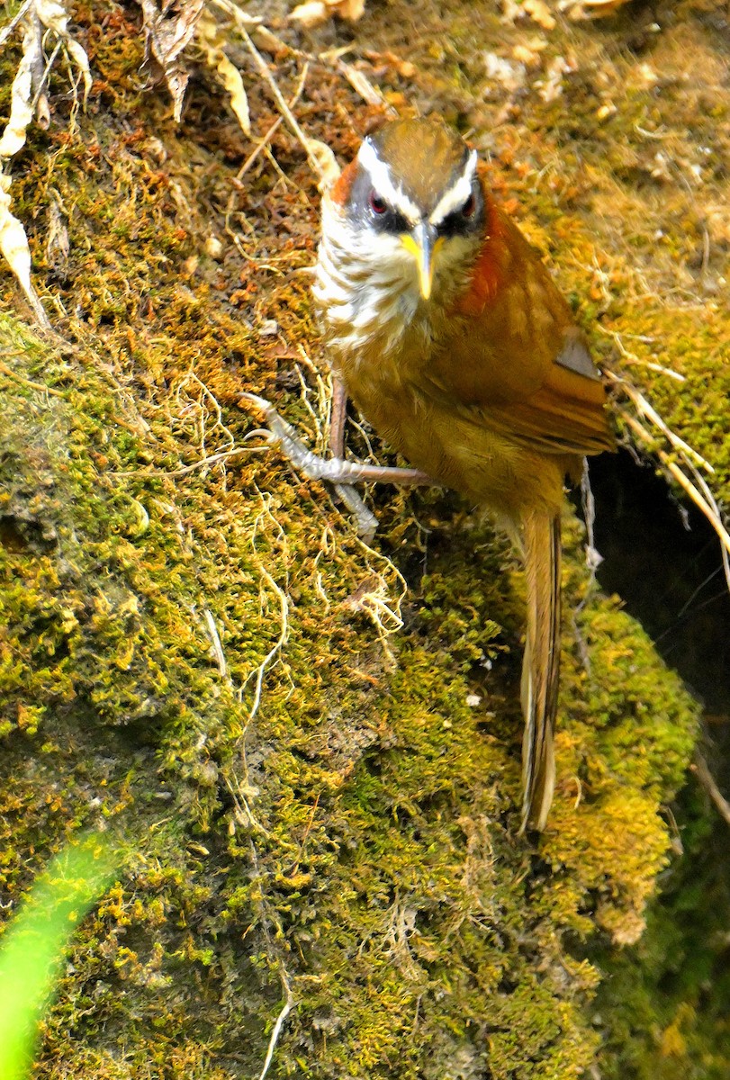 Streak-breasted Scimitar-Babbler - ML620259268