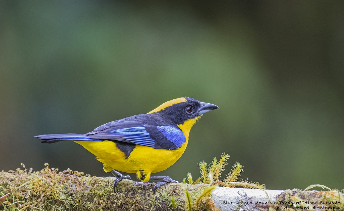 Blue-winged Mountain Tanager - ML620259269