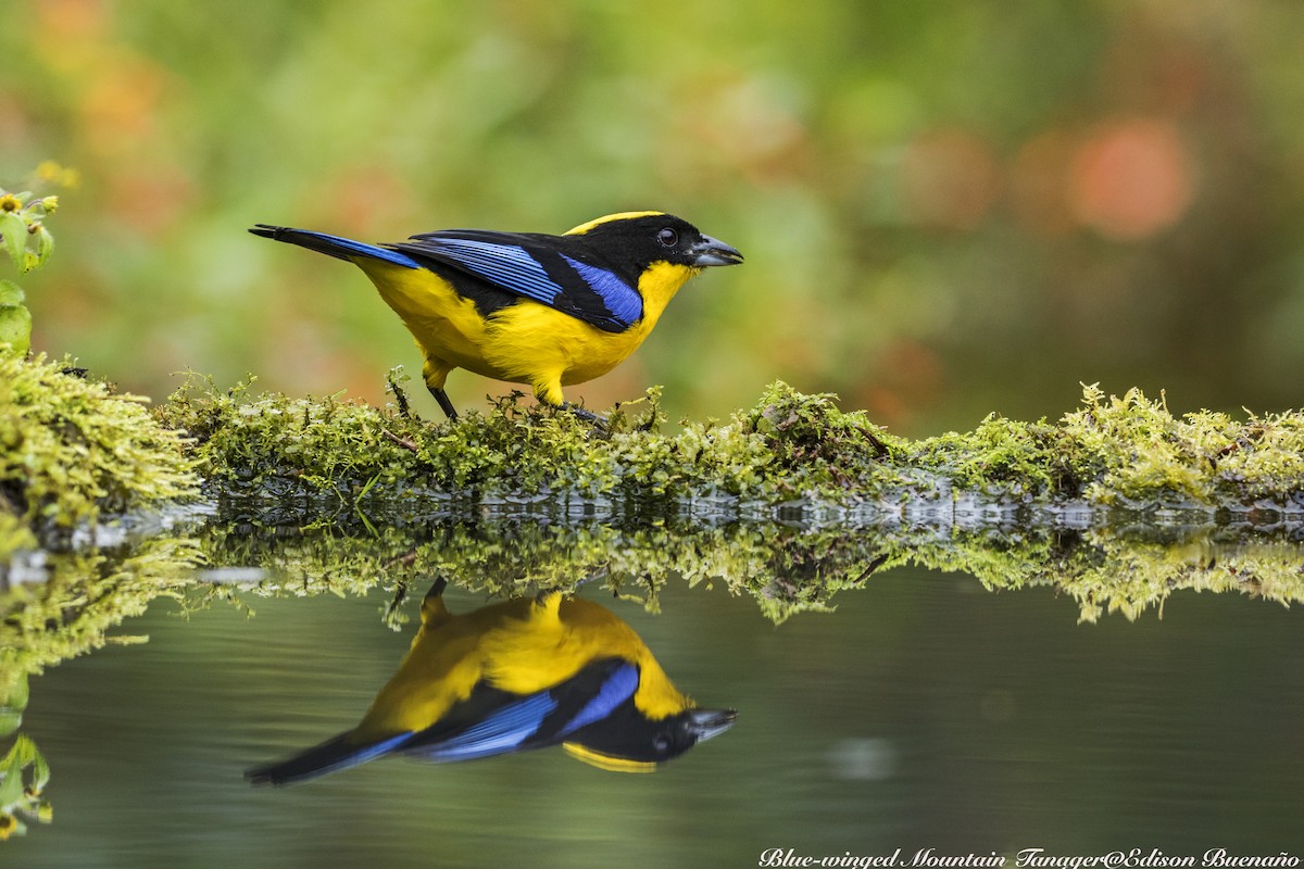 Blue-winged Mountain Tanager - ML620259270