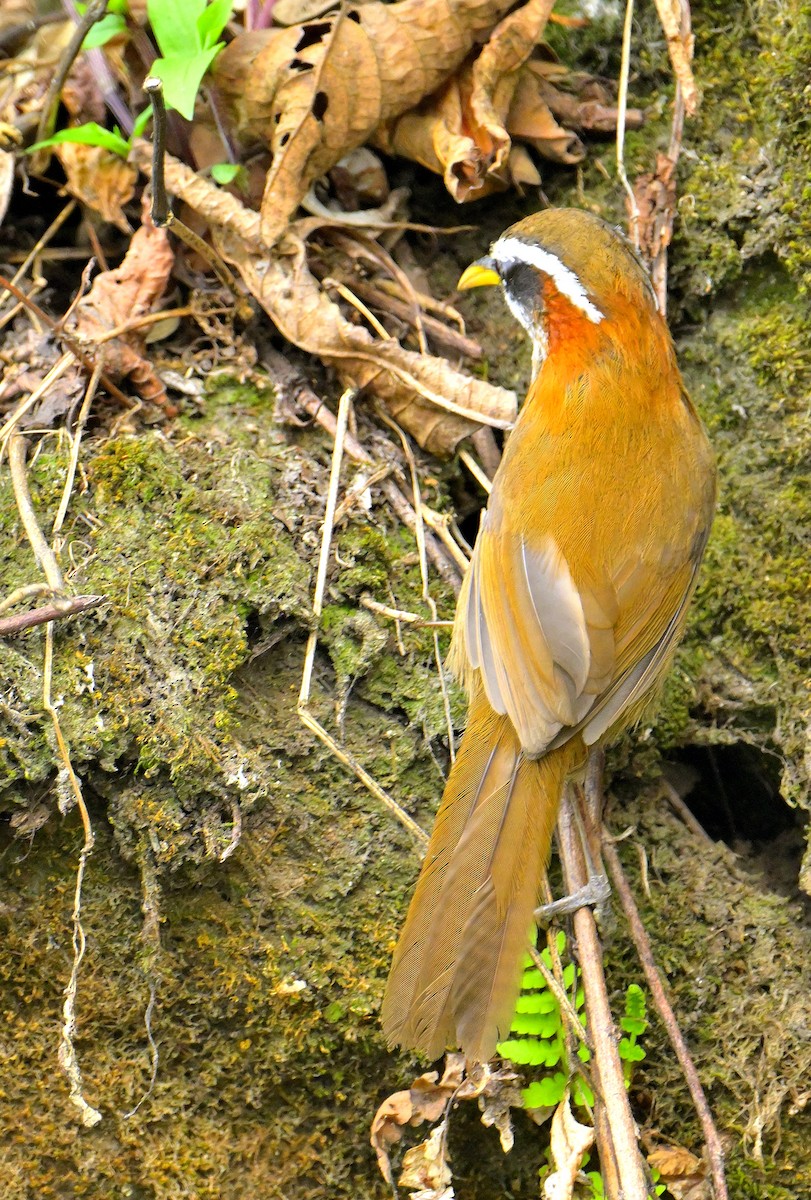 Streak-breasted Scimitar-Babbler - ML620259271