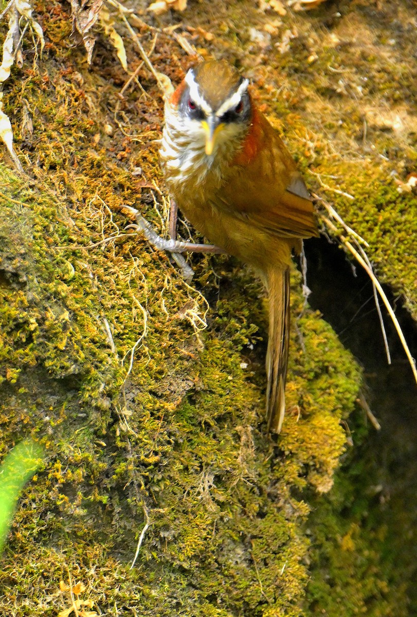 Streak-breasted Scimitar-Babbler - ML620259272