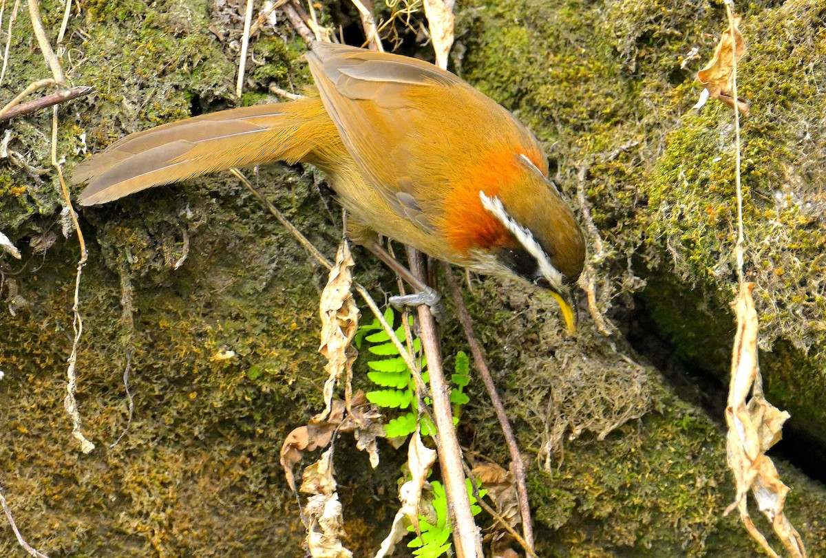 Streak-breasted Scimitar-Babbler - ML620259274