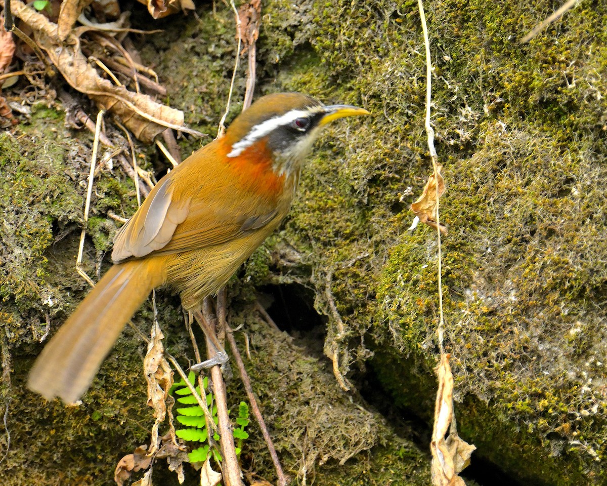 Streak-breasted Scimitar-Babbler - ML620259276