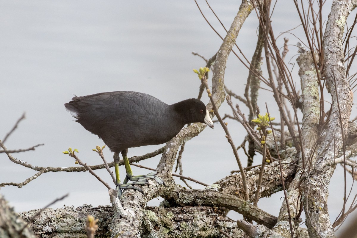 American Coot - ML620259280