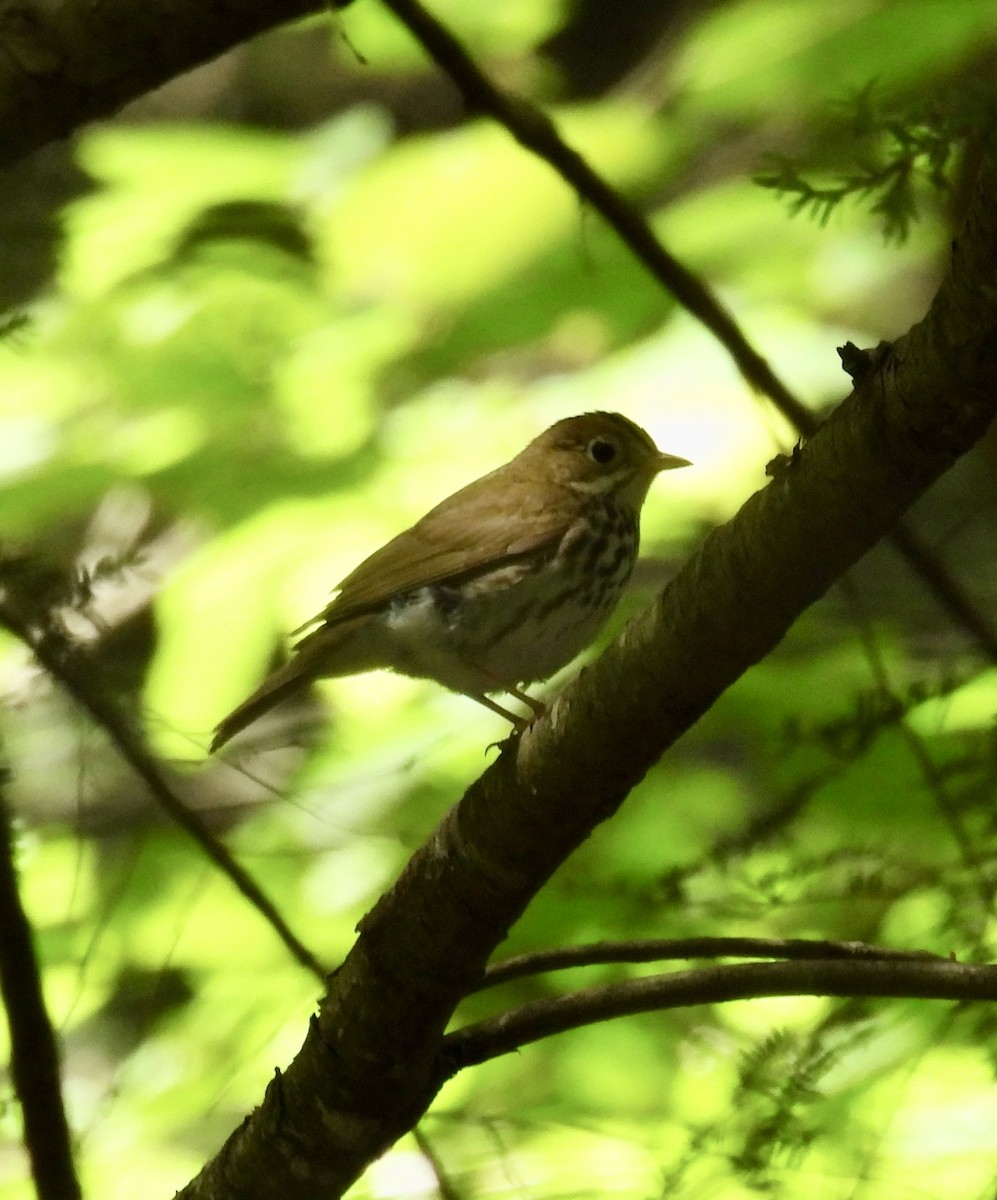 Ovenbird - ML620259281