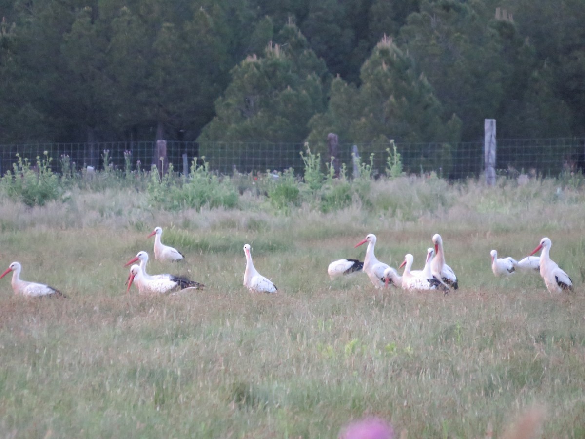 White Stork - ML620259284