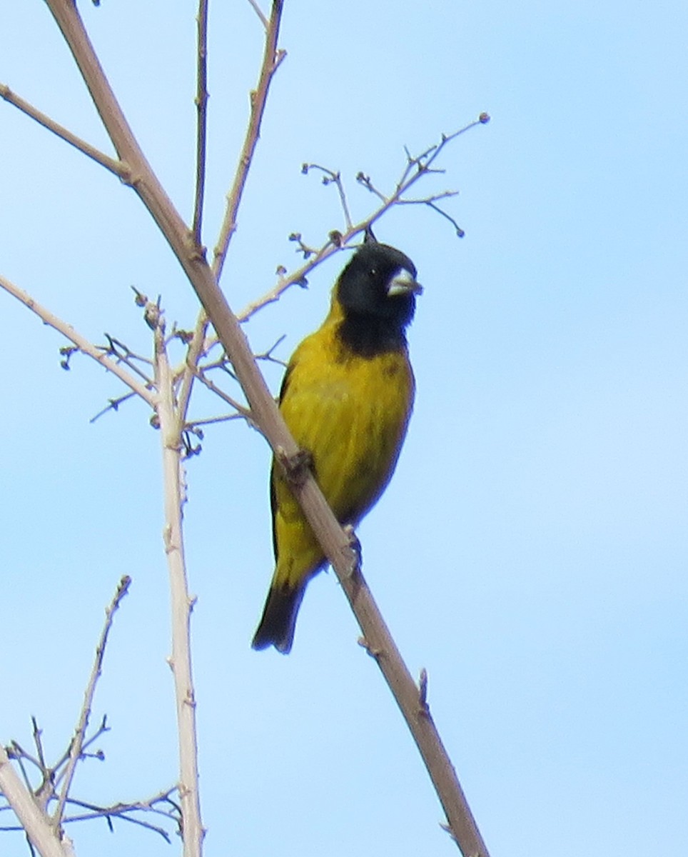 Black-headed Siskin - ML620259292