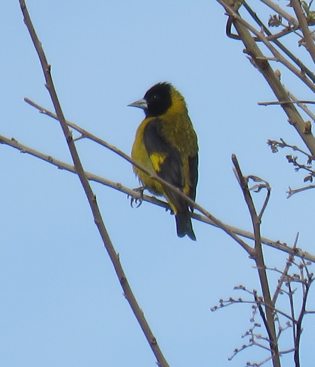 Black-headed Siskin - ML620259293