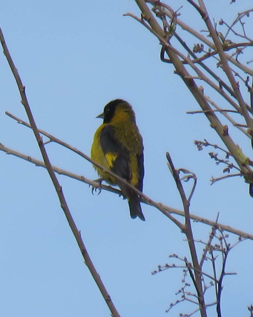 Black-headed Siskin - ML620259294