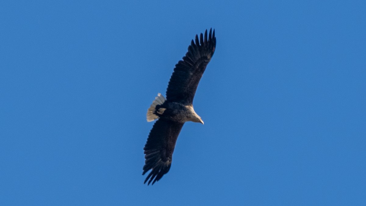 White-tailed Eagle - ML620259297