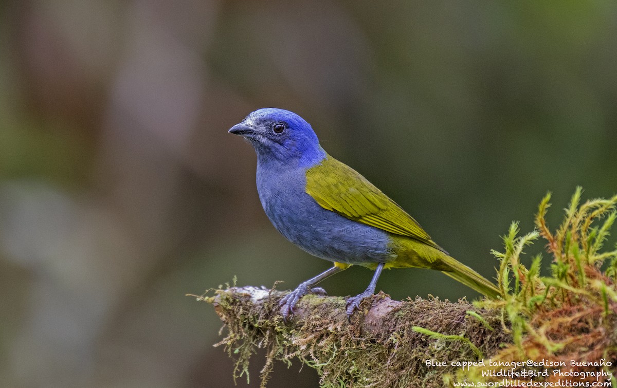 Blue-capped Tanager - ML620259298