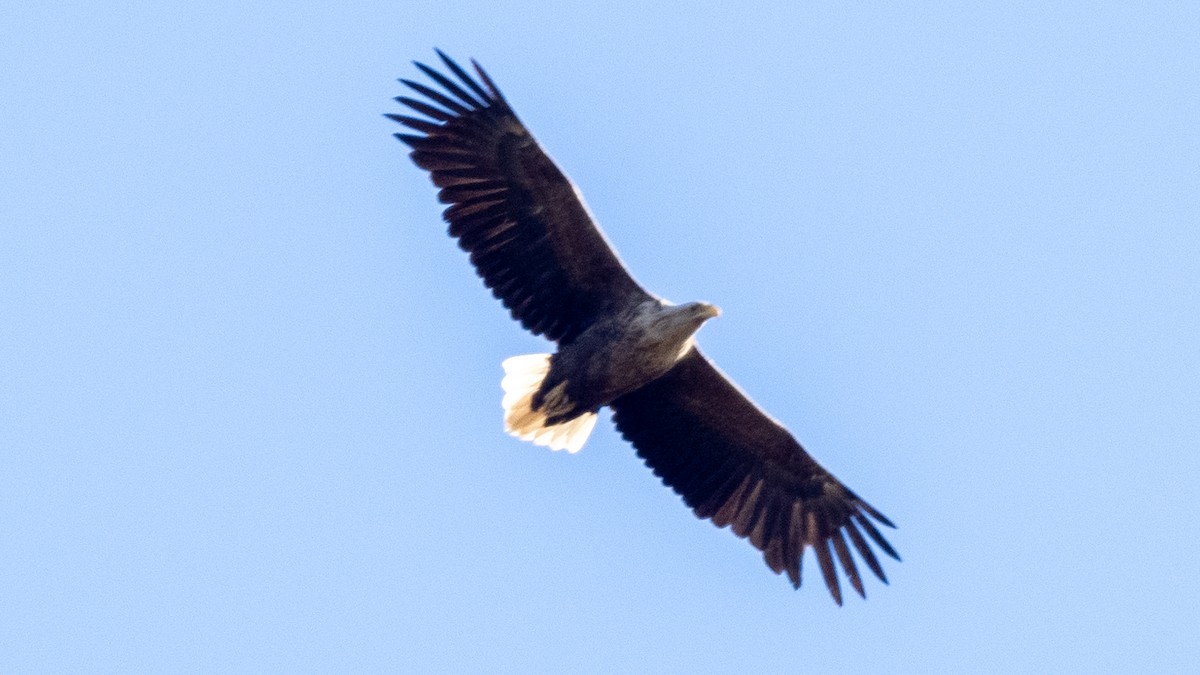 White-tailed Eagle - ML620259303