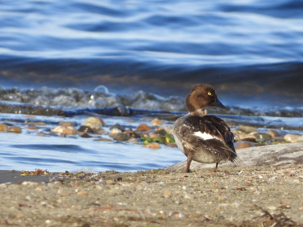 Common Goldeneye - ML620259316