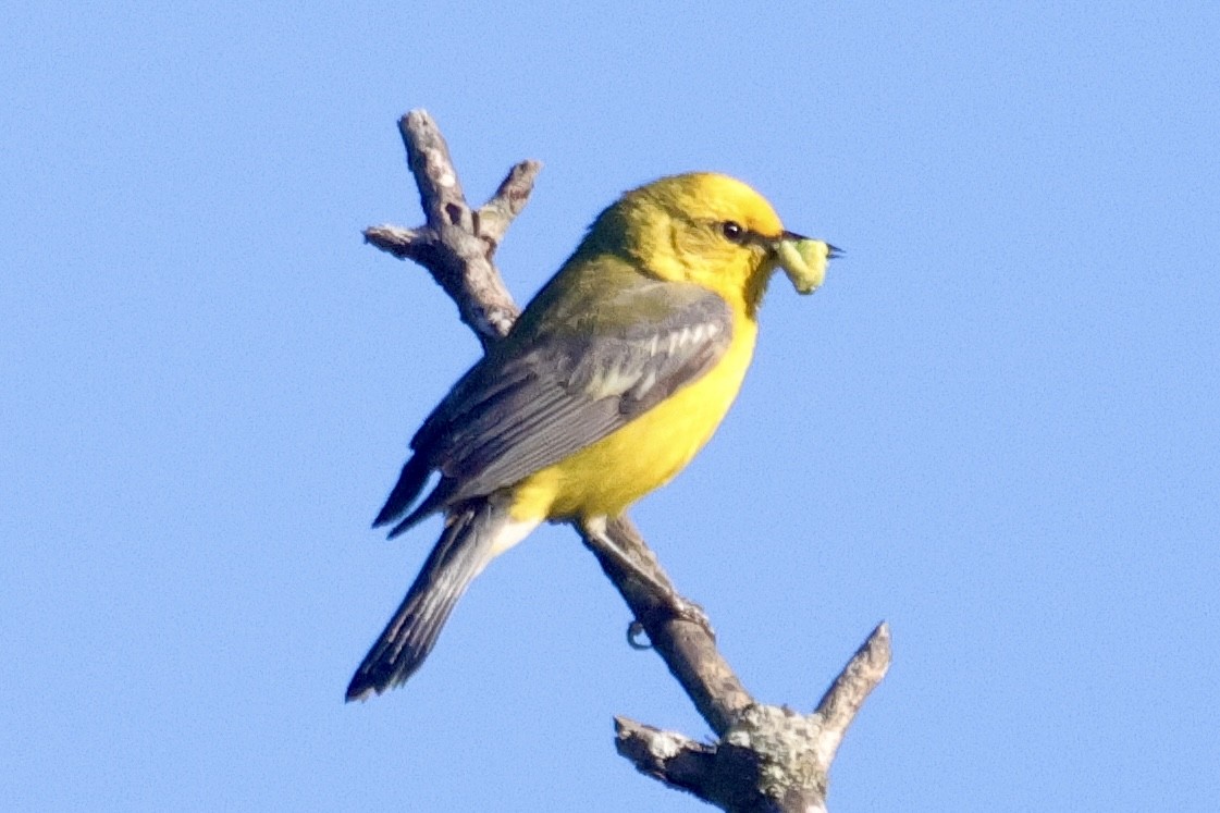 Blue-winged Warbler - ML620259318