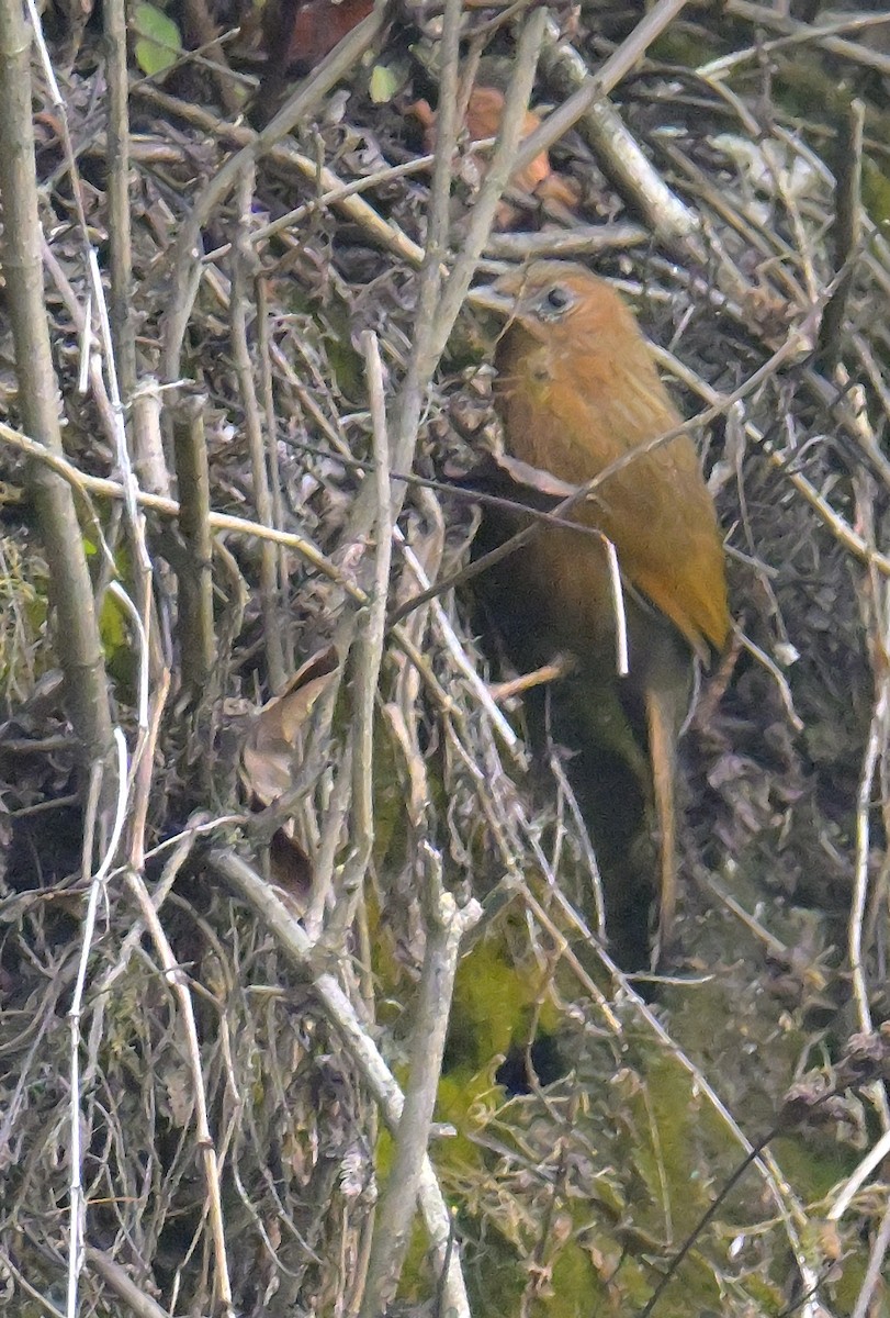 Streaked Laughingthrush - ML620259324