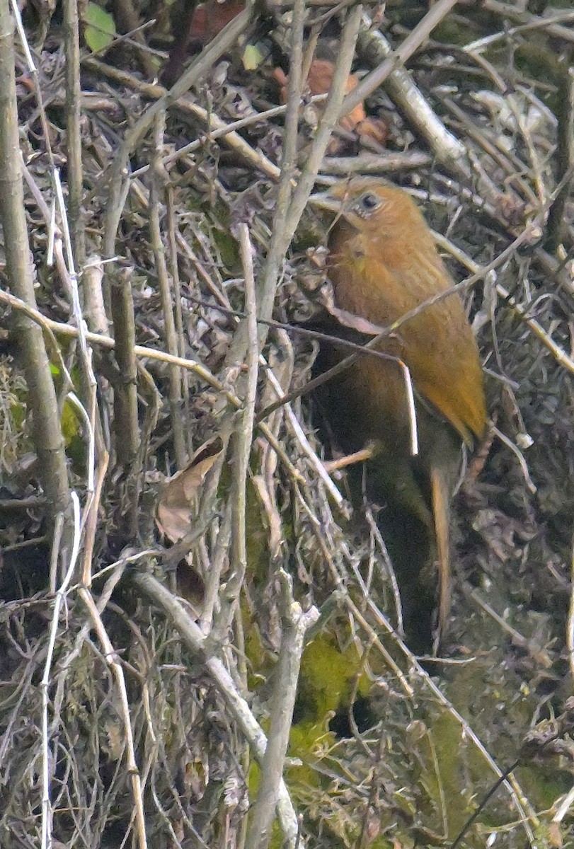 Streaked Laughingthrush - ML620259326