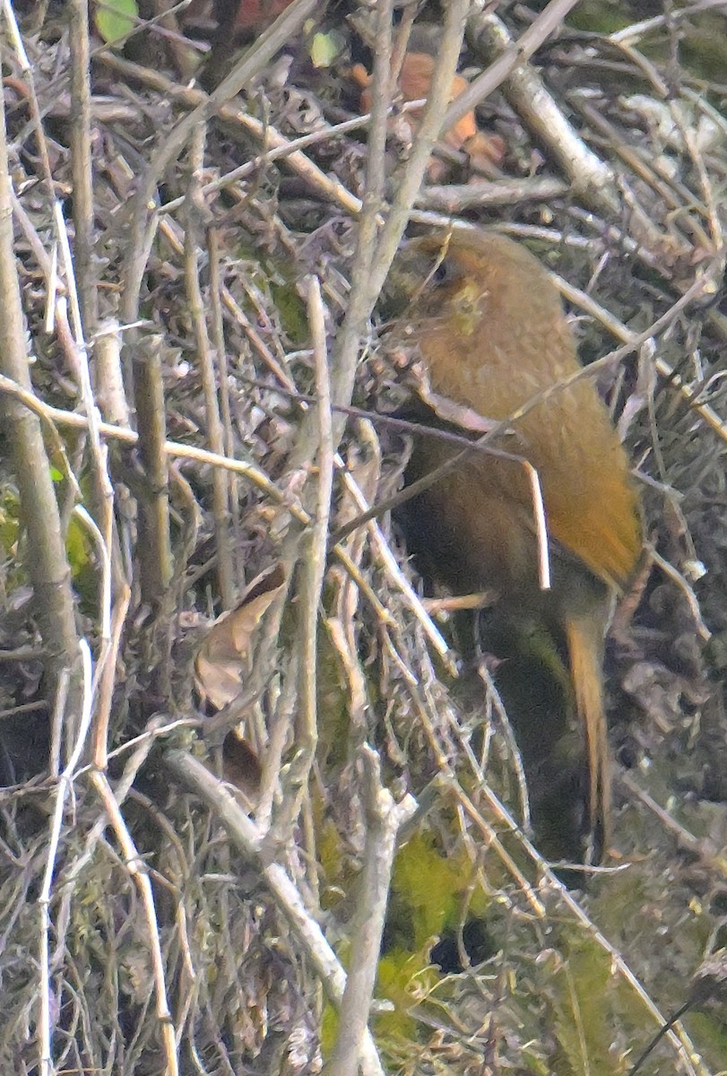 Streaked Laughingthrush - ML620259330