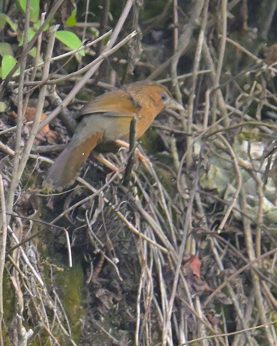 Streaked Laughingthrush - ML620259331