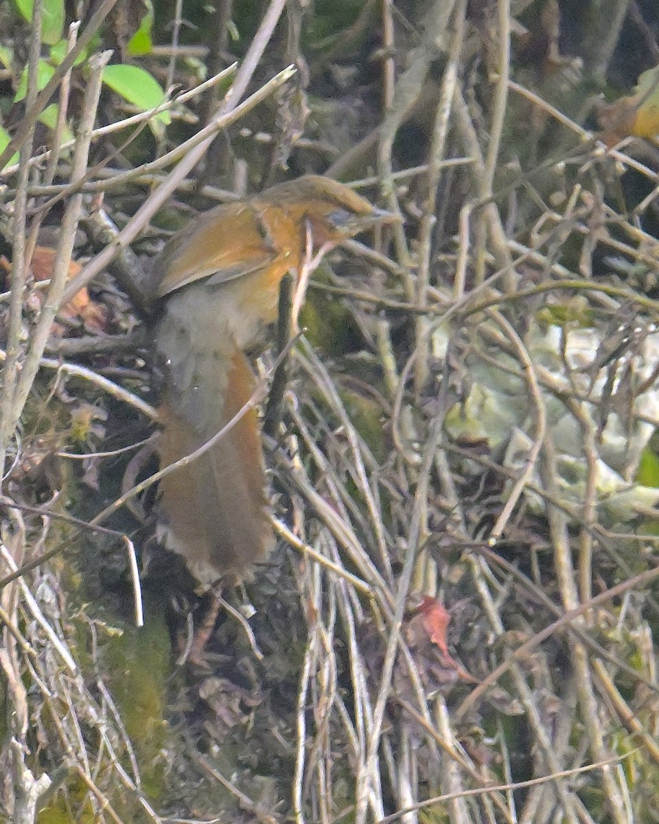 Streaked Laughingthrush - ML620259333