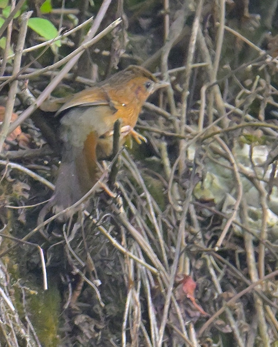 Streaked Laughingthrush - ML620259334