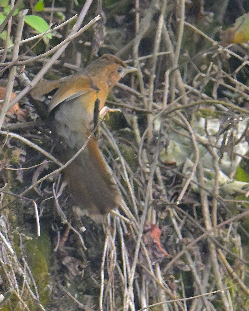 Streaked Laughingthrush - ML620259336