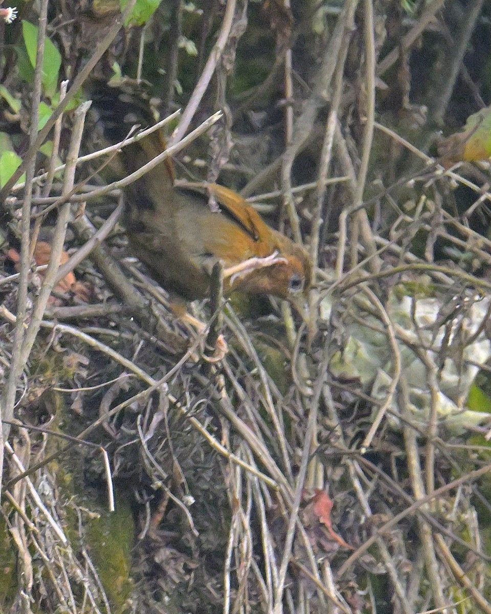 Streaked Laughingthrush - ML620259337
