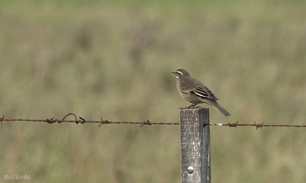 Buff-winged Cinclodes - ML620259344