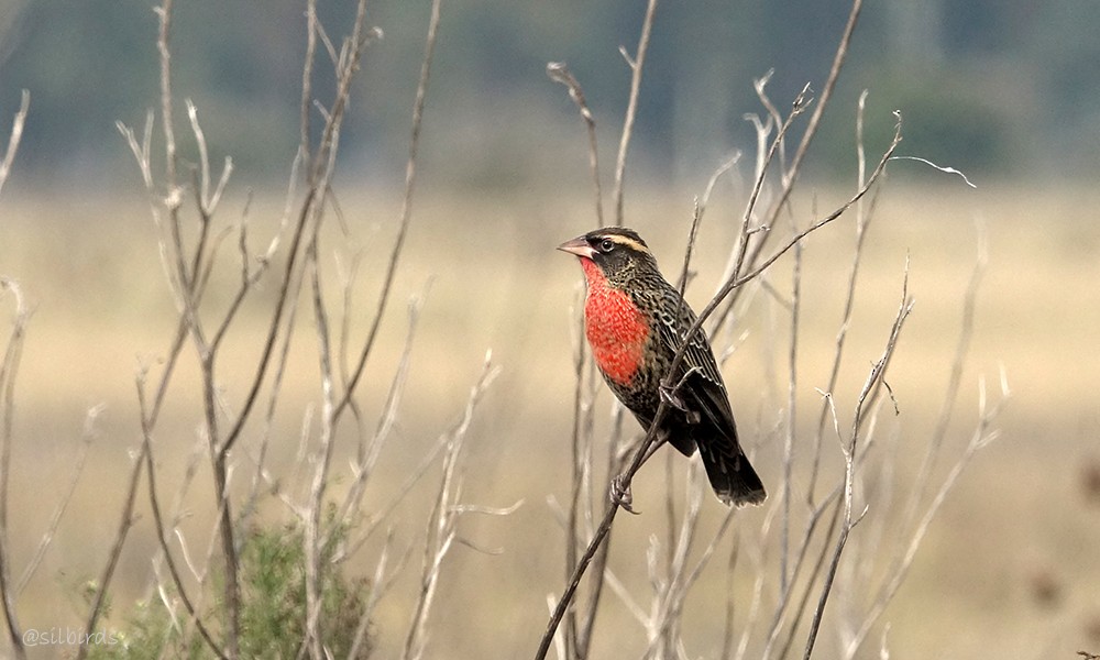 White-browed Meadowlark - Silvia Vitale