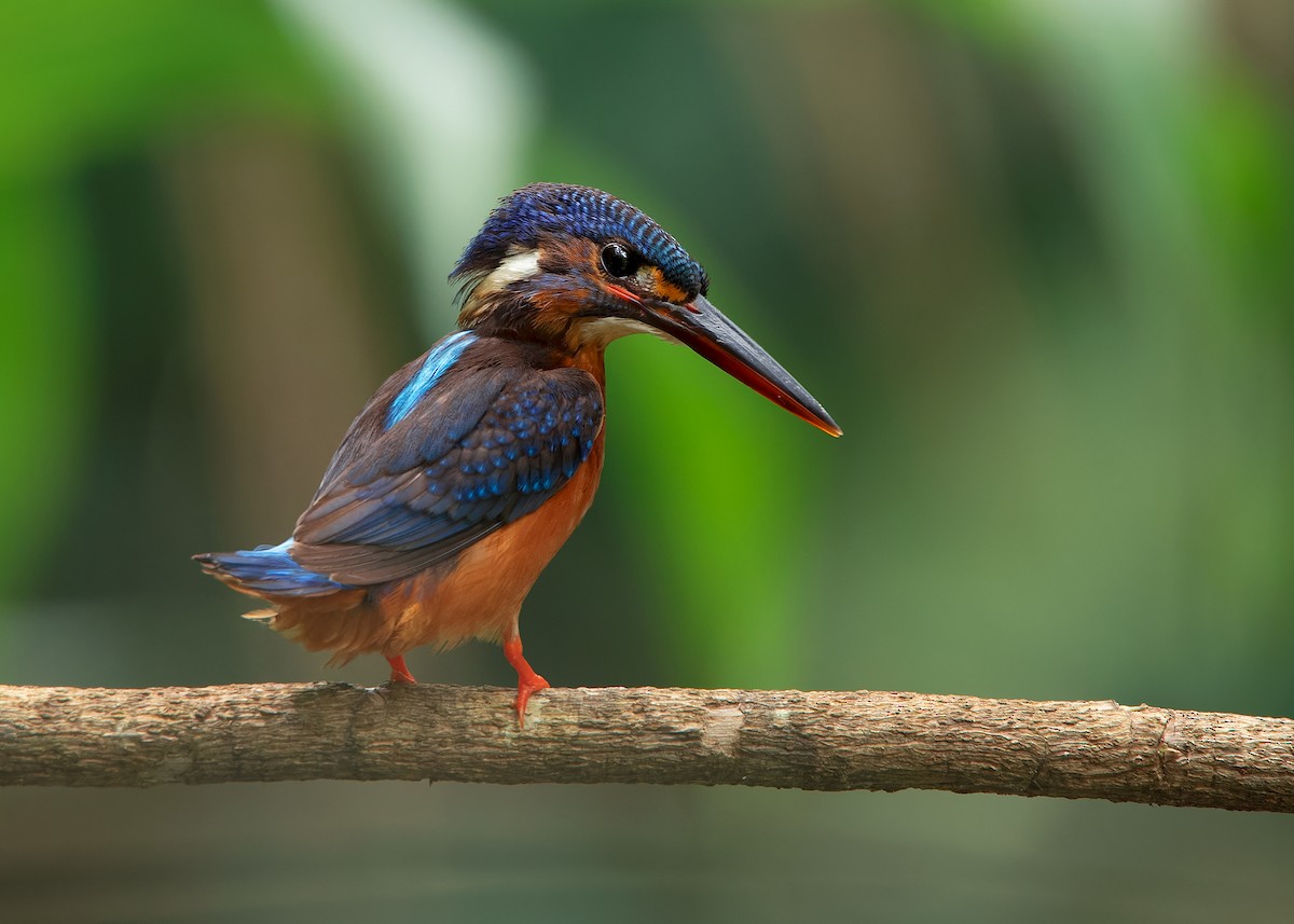 Blue-eared Kingfisher - ML620259353
