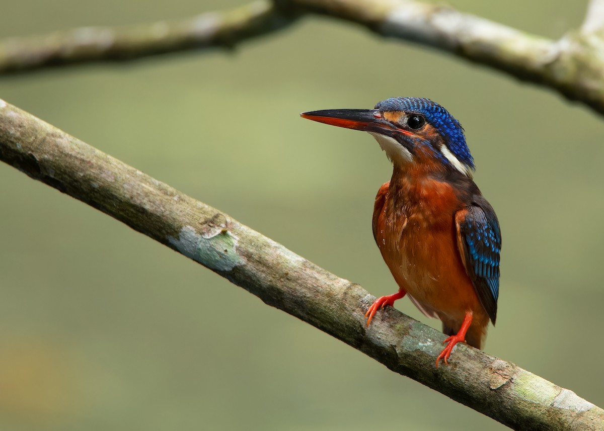 Blue-eared Kingfisher - ML620259354