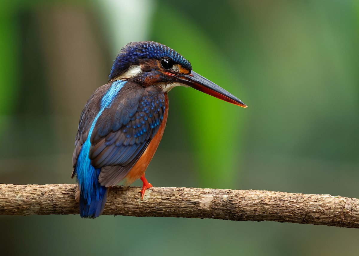 Blue-eared Kingfisher - ML620259356