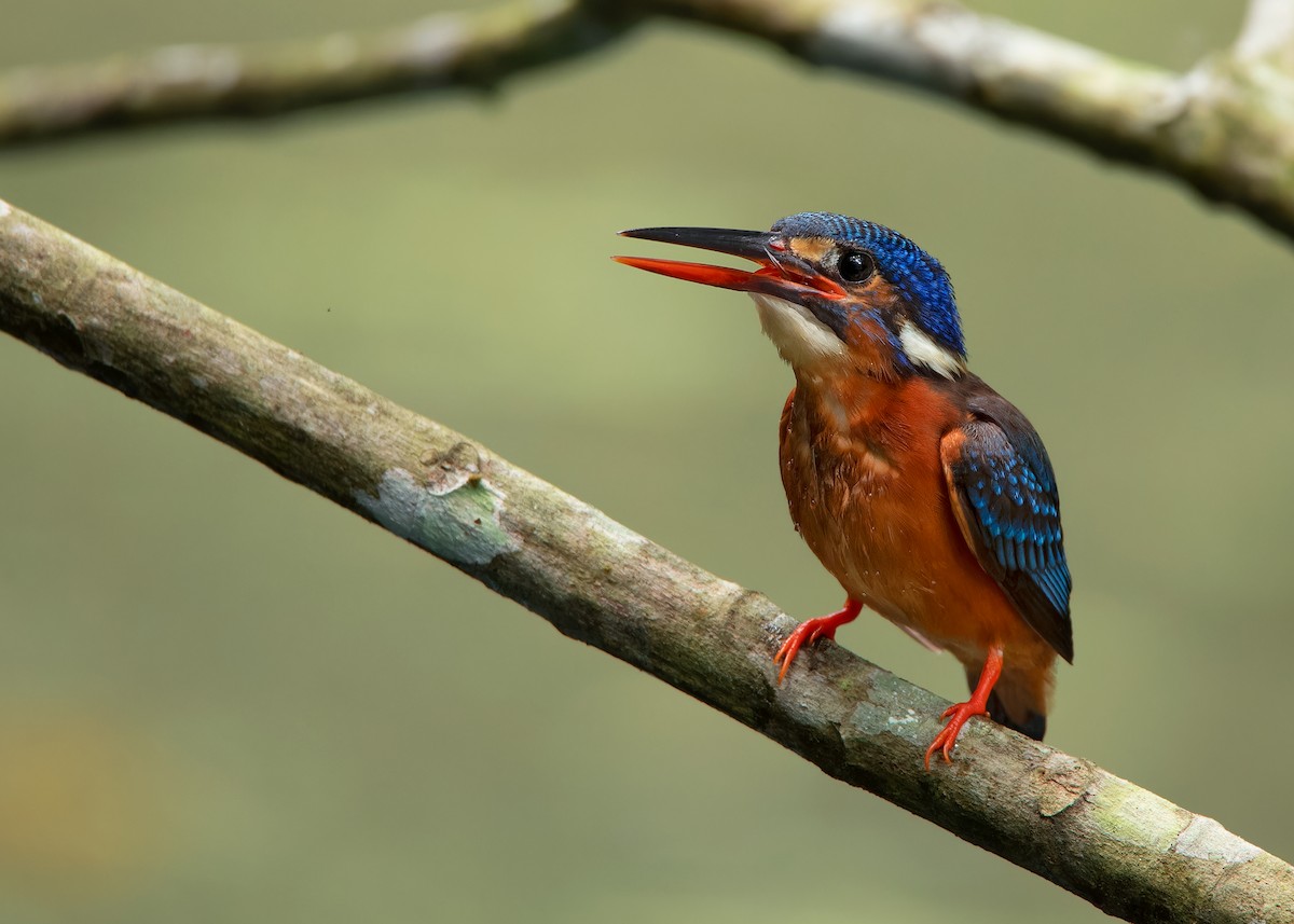 Blue-eared Kingfisher - ML620259358