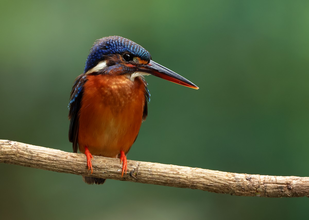 Blue-eared Kingfisher - ML620259360