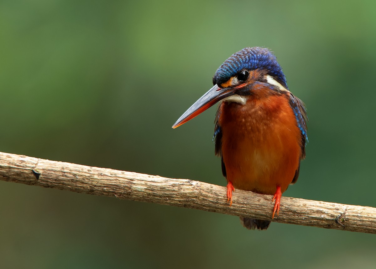 Blue-eared Kingfisher - ML620259362