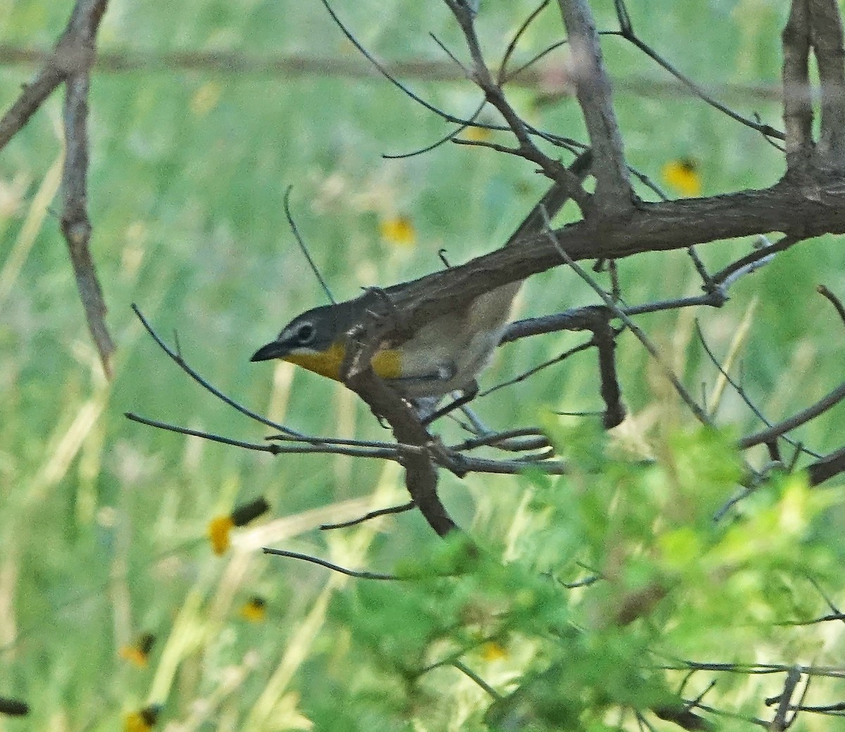 Yellow-breasted Chat - ML620259363