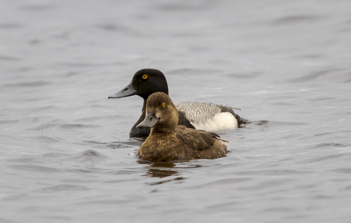 Lesser Scaup - ML620259367