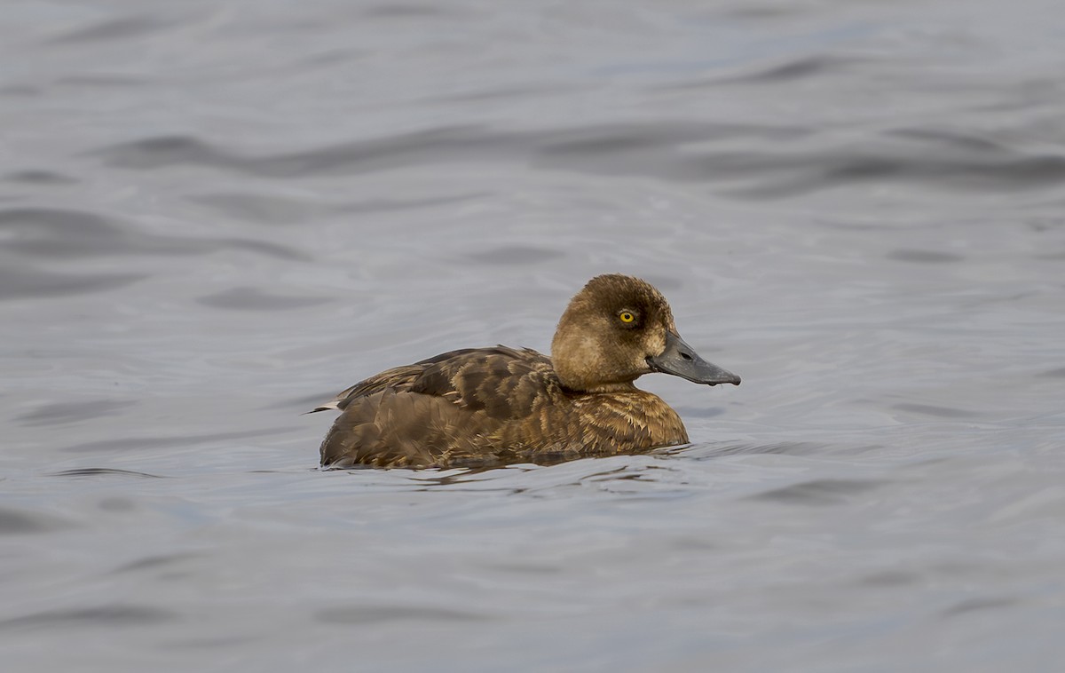 Lesser Scaup - ML620259376