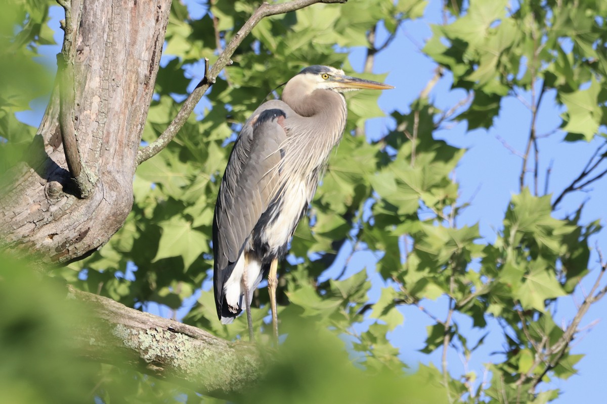 Great Blue Heron - ML620259381