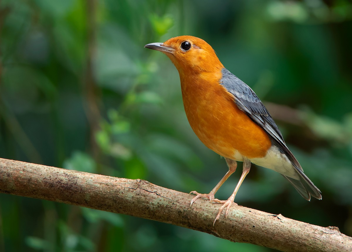 Orange-headed Thrush (Orange-headed) - ML620259404