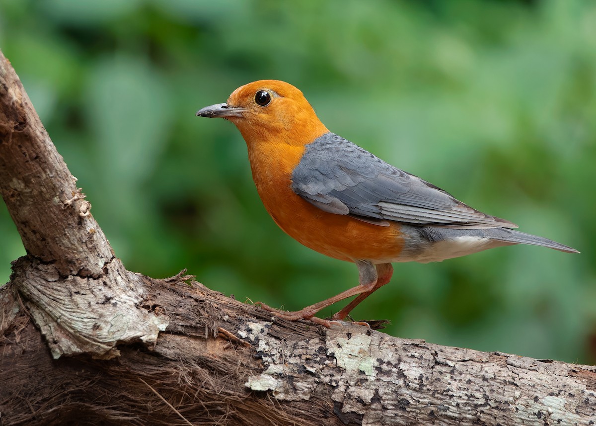 Orange-headed Thrush (Orange-headed) - ML620259405