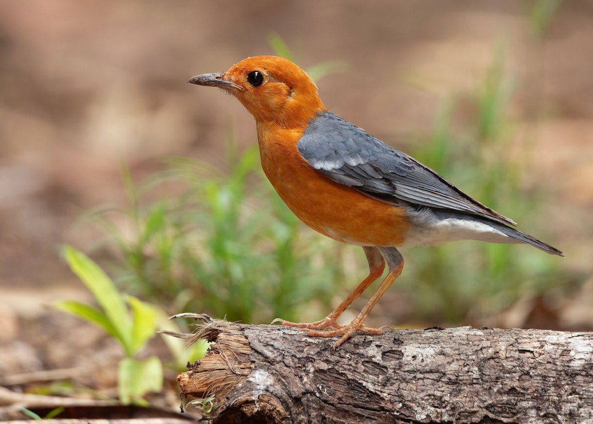 Orange-headed Thrush (Orange-headed) - ML620259407