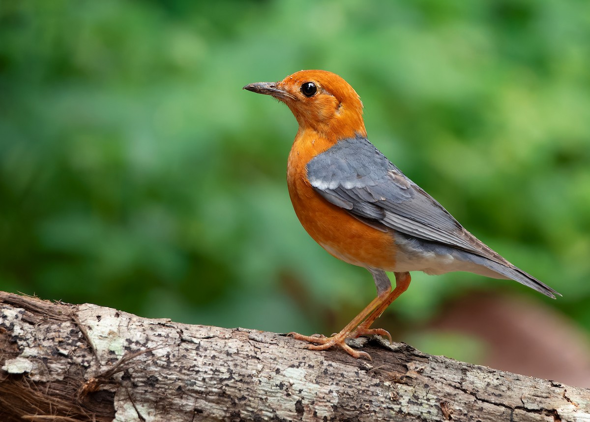 Orange-headed Thrush (Orange-headed) - ML620259408