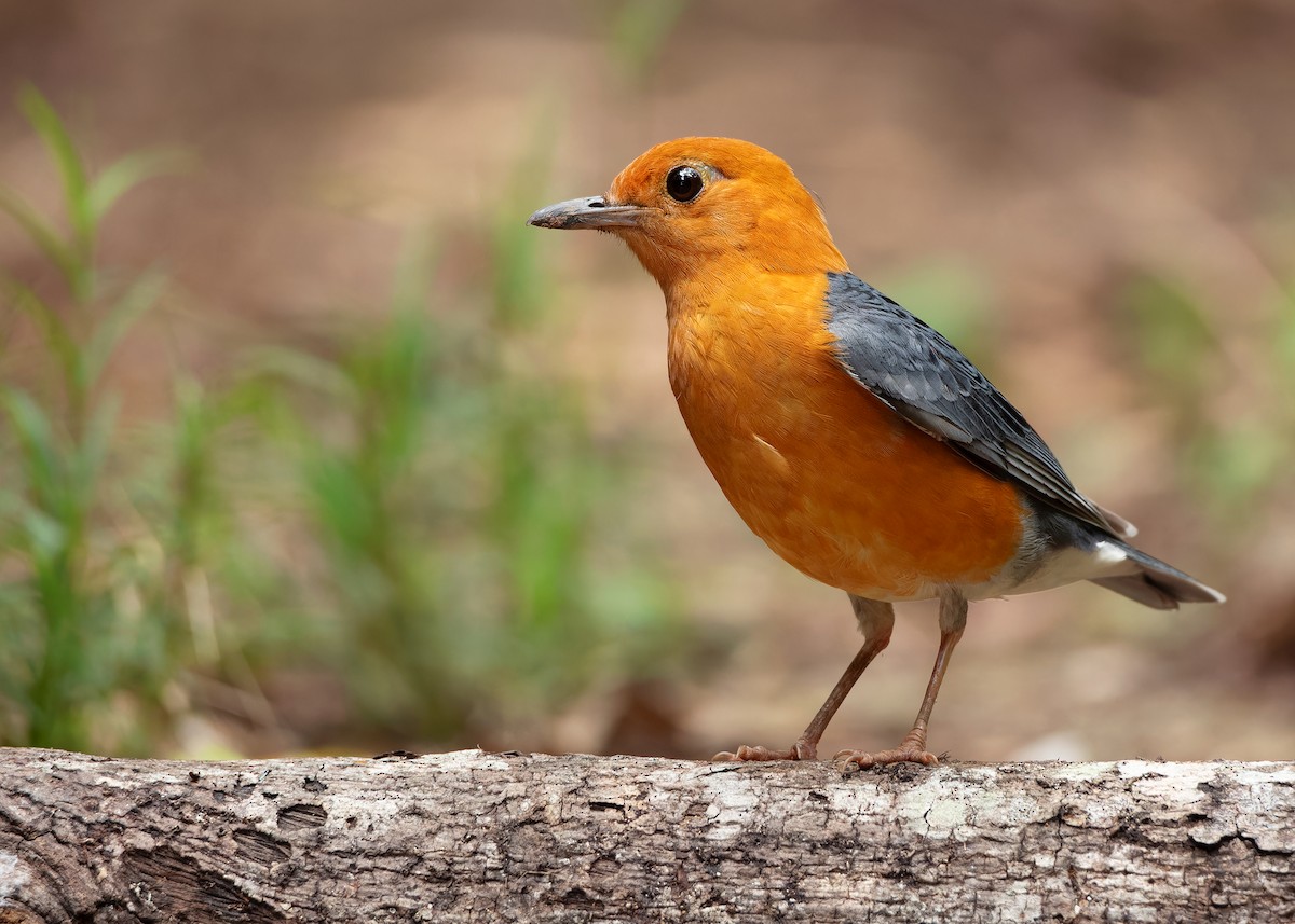 Orange-headed Thrush (Orange-headed) - ML620259409