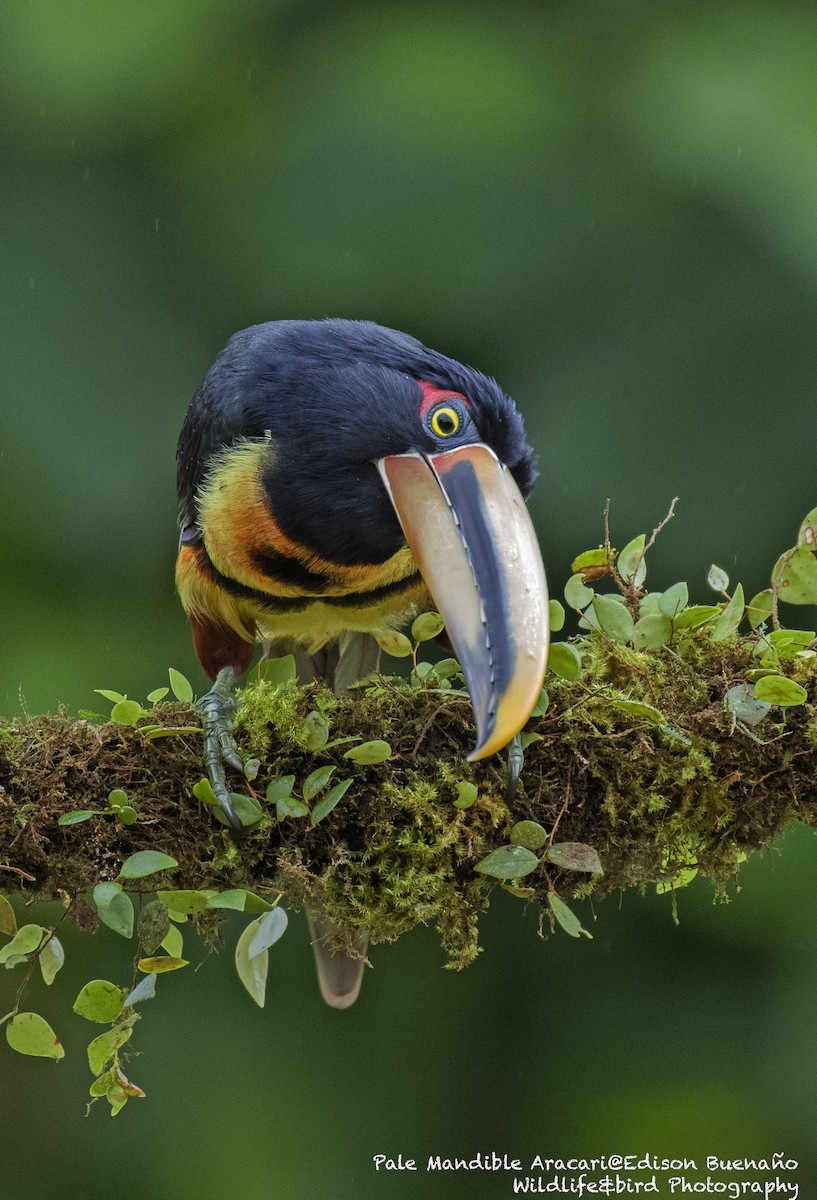 Collared Aracari (Pale-mandibled) - ML620259412