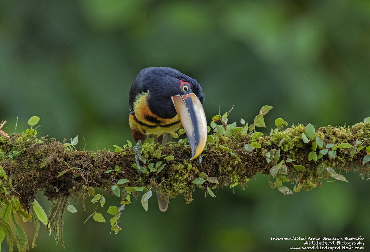 Collared Aracari (Pale-mandibled) - ML620259413