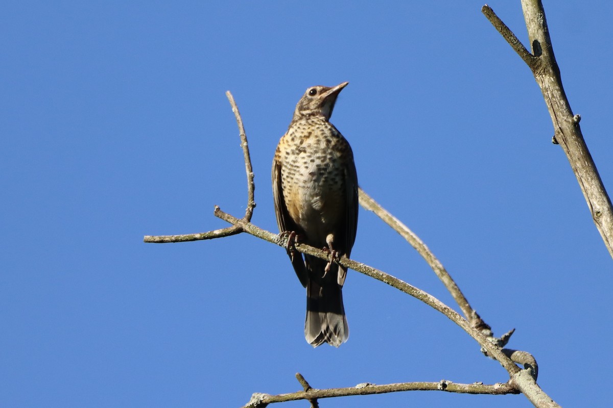 American Robin - ML620259416