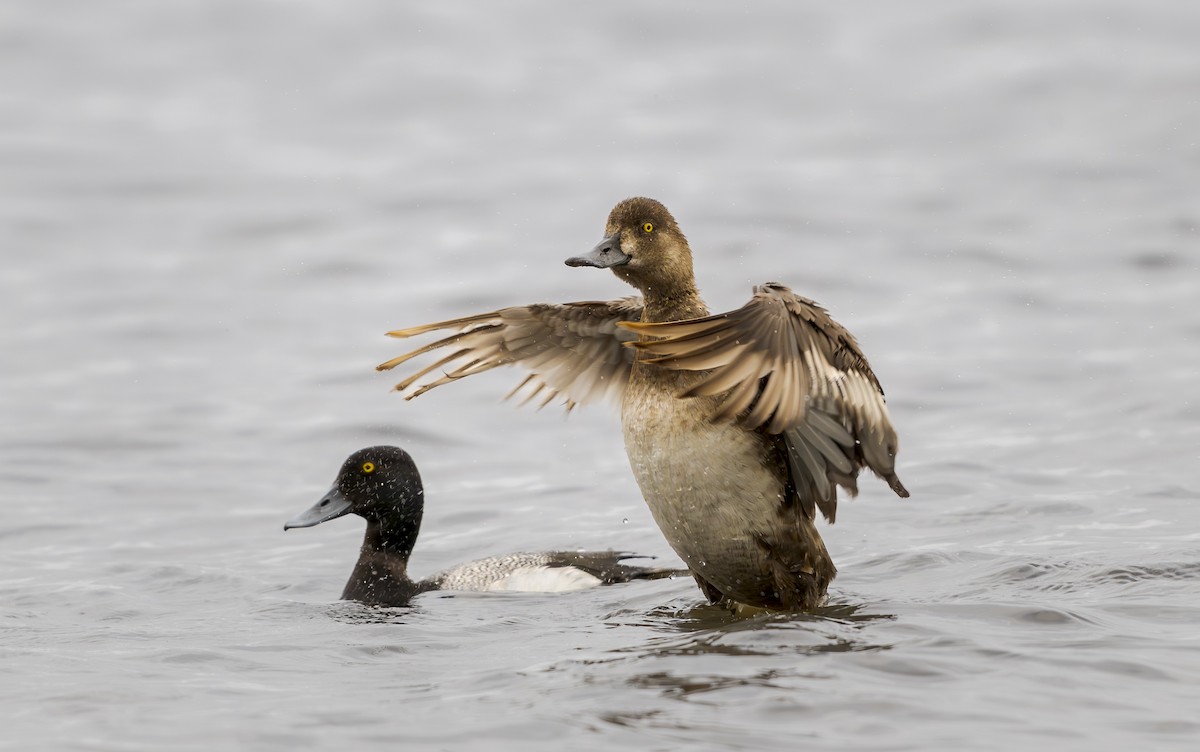 Lesser Scaup - ML620259419