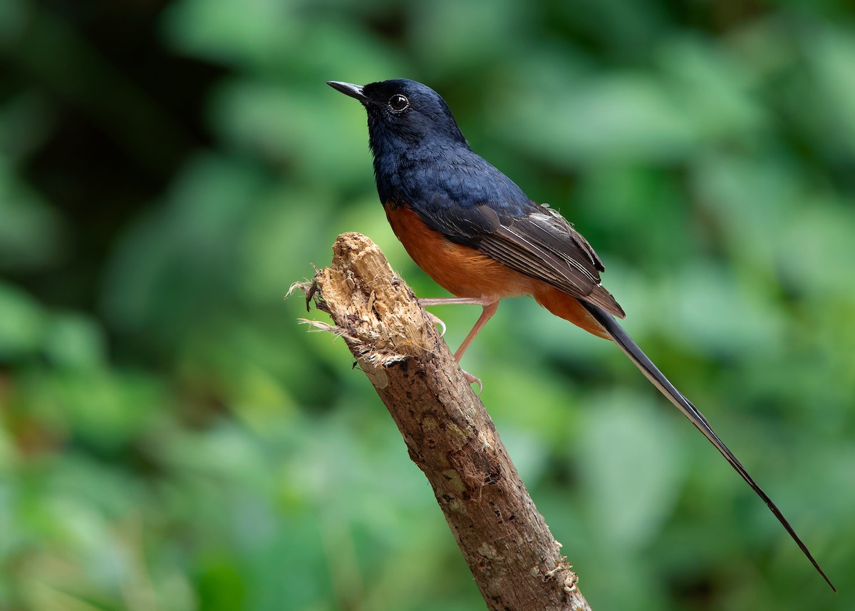 White-rumped Shama (White-rumped) - ML620259422