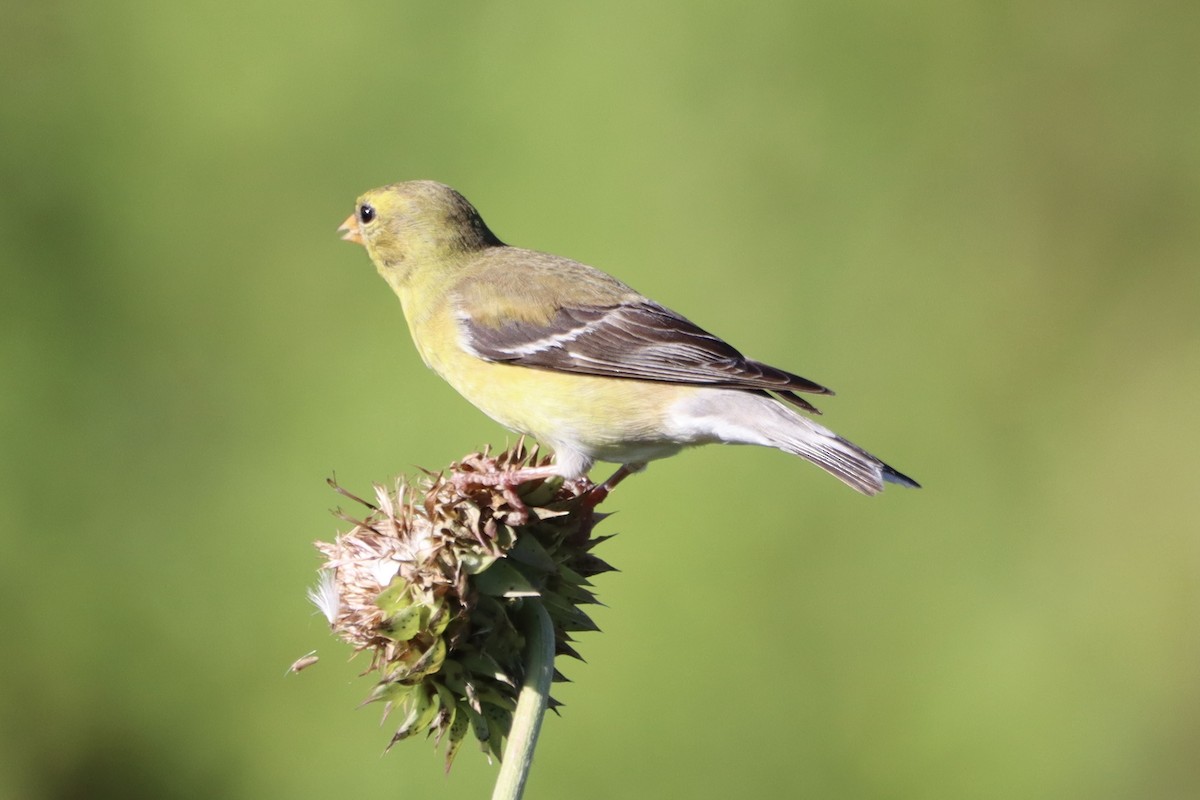 American Goldfinch - ML620259426