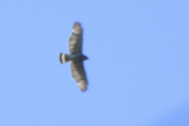 Broad-winged Hawk - ML620259428